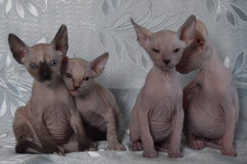породистые котята донского сфинкса две кошки ,два кота.