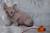 породистые котята донского сфинкса две кошки ,два кота.