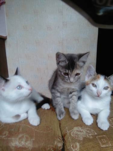 Котята в добрые руки